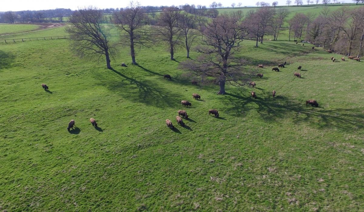 Les Bisons
